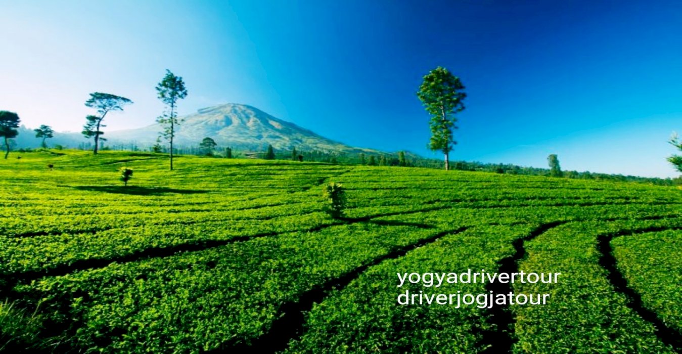 Tambi Tea Garden Wonosobo